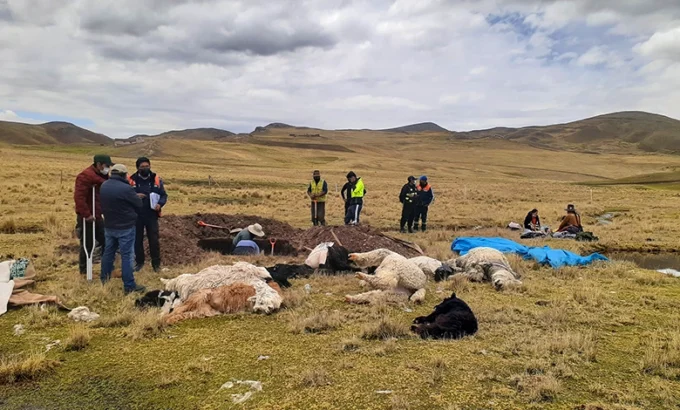 7 Alpacas que fueron fulminadas por rayo en la comunidad de Cangalli Pichacani 5