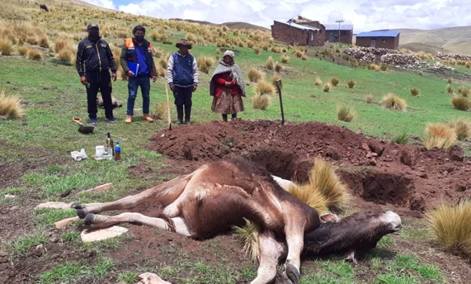 Defensa civil de Nunoa verifico la muerte de un toro por descarga electrica 1